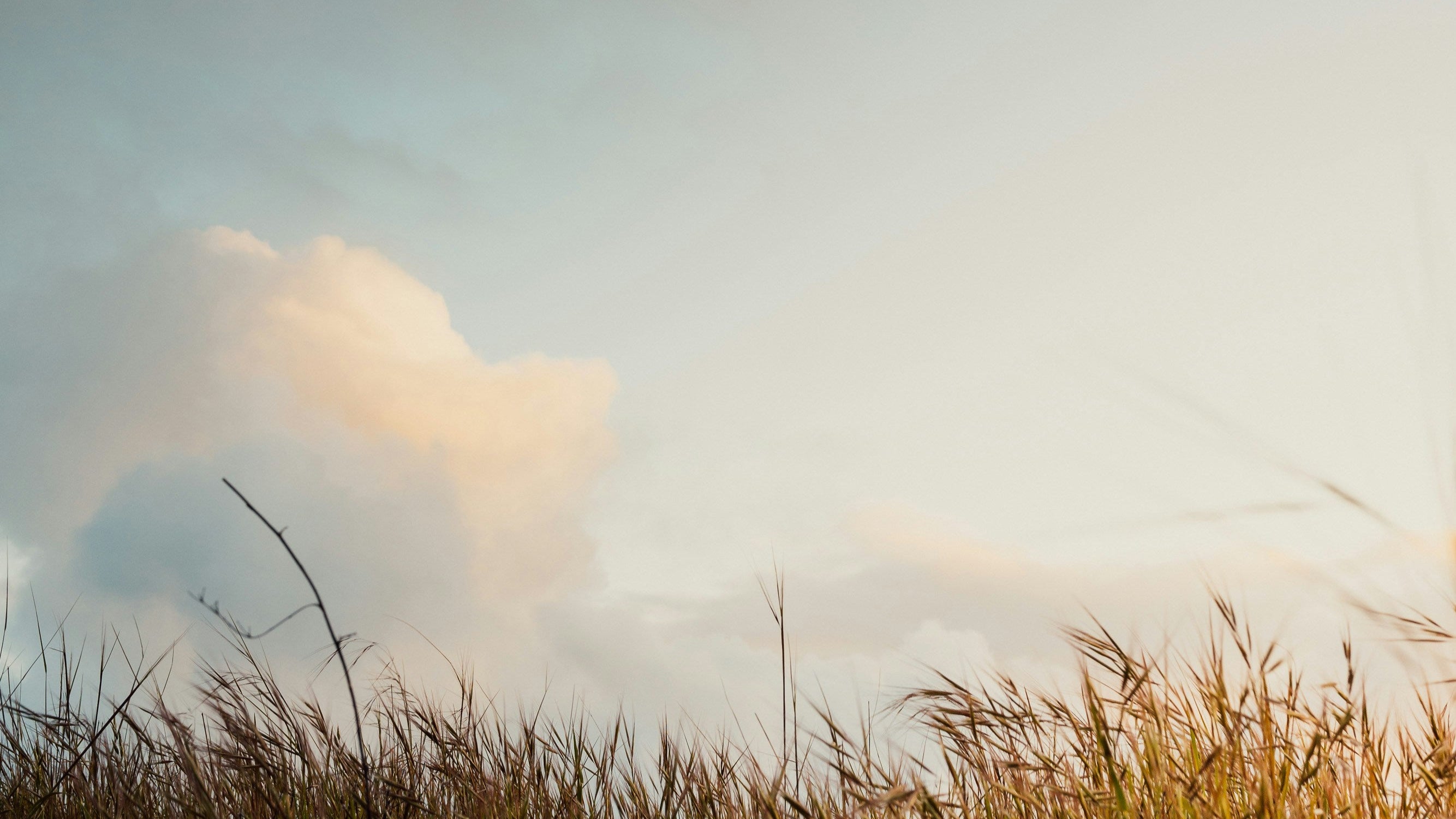 Scenic view of a field with tall grass and a cloudy sky.